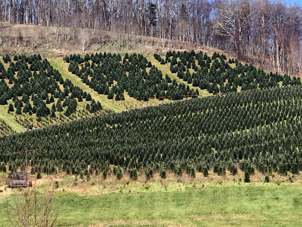 Christmas trees on the hill